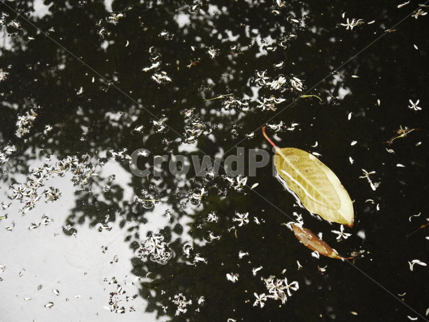 나뭇잎,꽃잎,자연,반영,감성사진,식물,가을,계절,fall,autumn,season,plant,leaf,잎