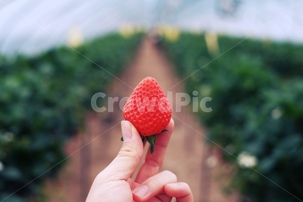 딸기,손,4월,농장,식물,봄,음식,식재료,요리,food,cook,meal,dishes,food reserves,과일,열매,fruit,채소,야채,vegetables,감성,sensible,feeling