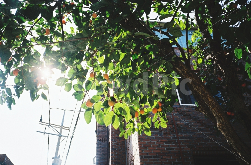 나무,감나무,햇빛,초록,나뭇잎,감,자연,풍경,휴식,힐링,nature,landscape,tree,green,rest,relaxation,healing,filmphotography,감성,식물,자연,plants,nature,나무,trees,wood,과일,열매,fruit
