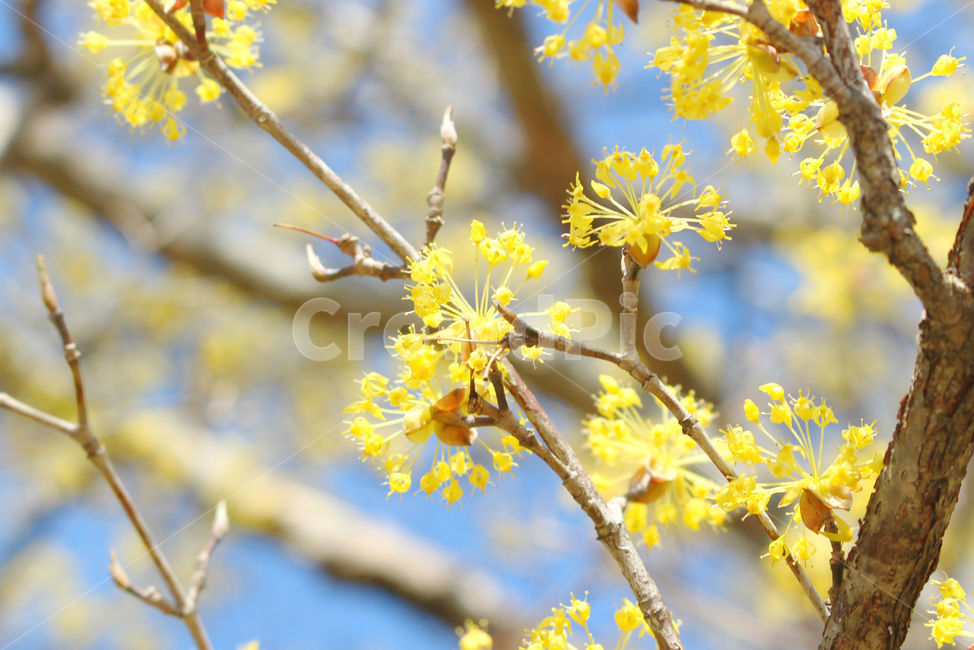 산수유,꽃,봄,하늘,자연,spring,노랑,노란색,yellow,봄,계절,spring,season,식물,자연,plants,nature,꽃,flower,plant