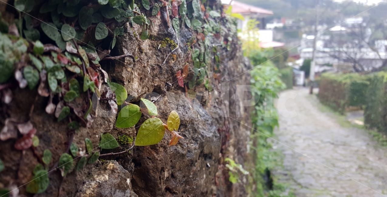 빗길,담쟁이,빗물,비,잎파리,식물,자연,plants,nature