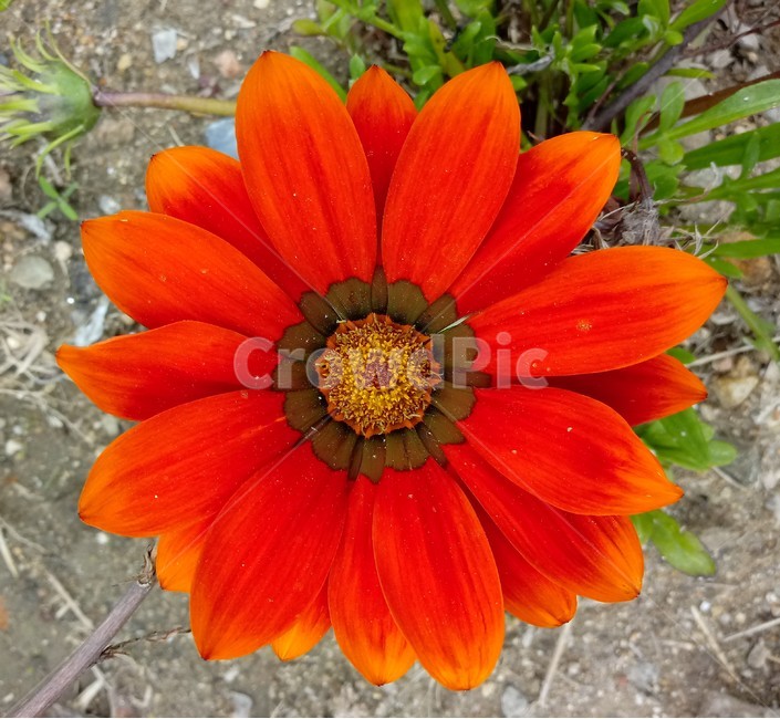 가자니아,gazania,국화과,꽃,식물,보물꽃