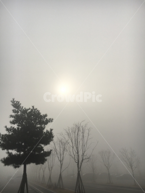 안개,나무,하늘,겨울,거리,그레이,외출,향수,노스텔지어,일요일,감성사진,회색하늘,식물,자연,plants,nature,나무,trees,wood