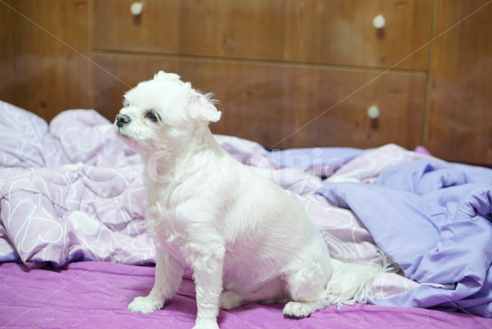 강아지,댕댕이,애완동물,애완견,개,pet,dog,animal,말티즈,마르티즈,말티스,마르티스,nature,동물보호,반려견,반려동물,동물,animal,포유류,mammal,개,강아지,dog,doggy