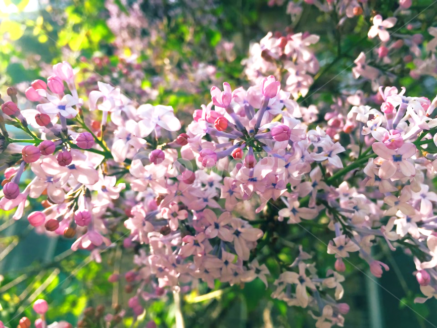 라일락,꽃,봄,flower,lilac