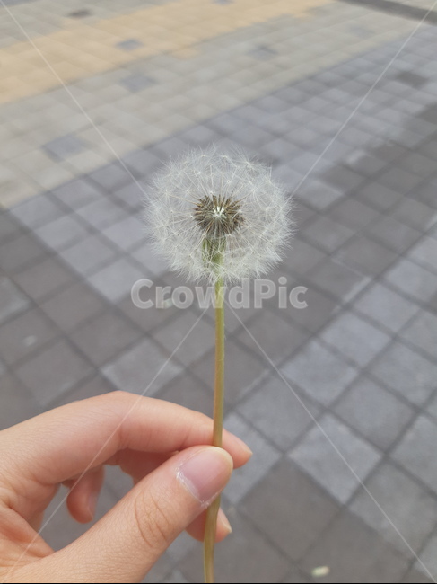 가을,민들레,씨앗,바람,식물,plant,식물,자연,plants,nature