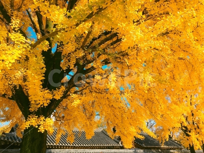 가을,단풍,노란색,풍경,감성,나무,아이폰사진,단풍사진,가을,계절,fall,autumn,season,한국전통,한국문화,korean traditional,korean culture,식물,자연,plants,nature,나무,trees,wood,plant,leaf,잎,maple,tree