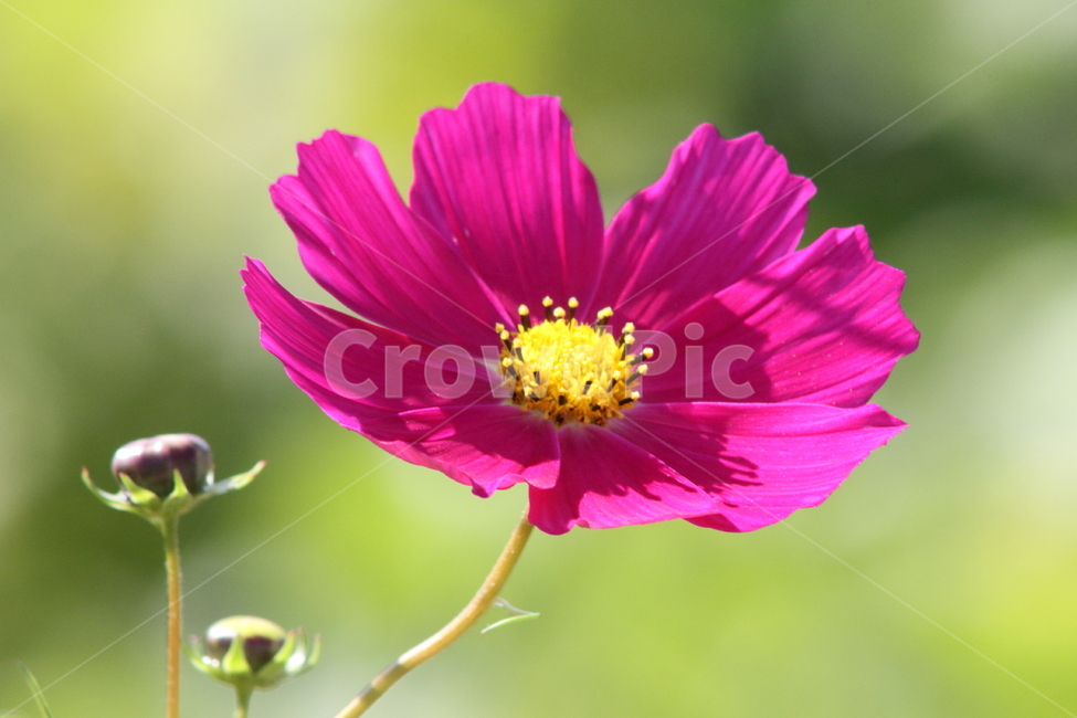 코스모스,꽃,식물,가을꽃,cosmos,가을,계절,fall,autumn,season,식물,자연,plants,nature,꽃,flower,plant