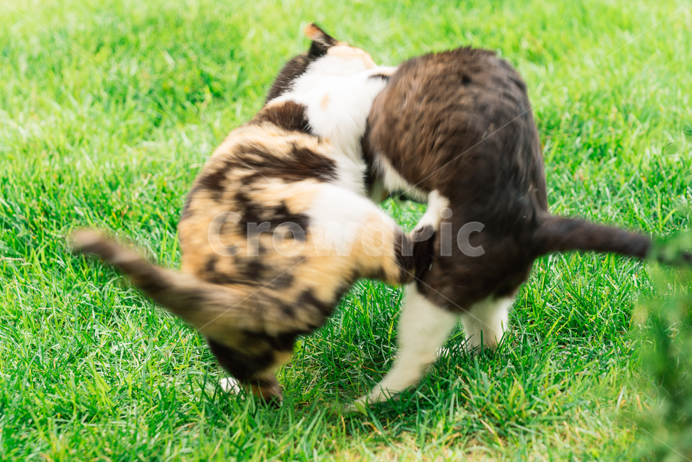 냥냥이,고양이,캣,cat,길고양이,삼색이,동물,animal,포유류,mammal,고양이,cat,kitten,kitty