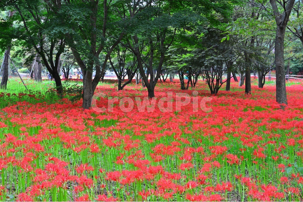 plant,식물,영광,불갑사,상사화,꽃무릇,꽃무릇축제
