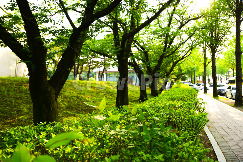 가로수,나무,봄,자연,풍경,자연,풍경,nature,landscape,tree,plant,식물,tree trunk,나무 줄기