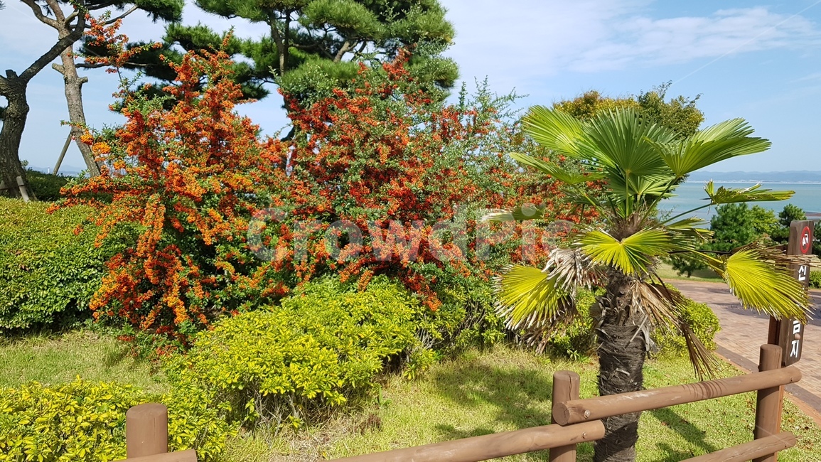 푸른하늘,자연,outdoors,옥외,nature,sky,하늘,구름,cloud,tree,나무,plant,식물,자연,풍경,nature,landscape