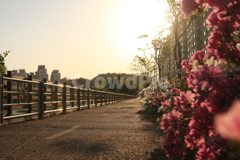꽃,철쭉,산책길,자전거도로,노을,석양,아파트,나무,flower,trail,sunset,apartment,햇빛,sunshine,tree,bicyclestreet