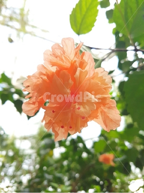 열대식물,꽃,자연,열대식물원,식물,flower