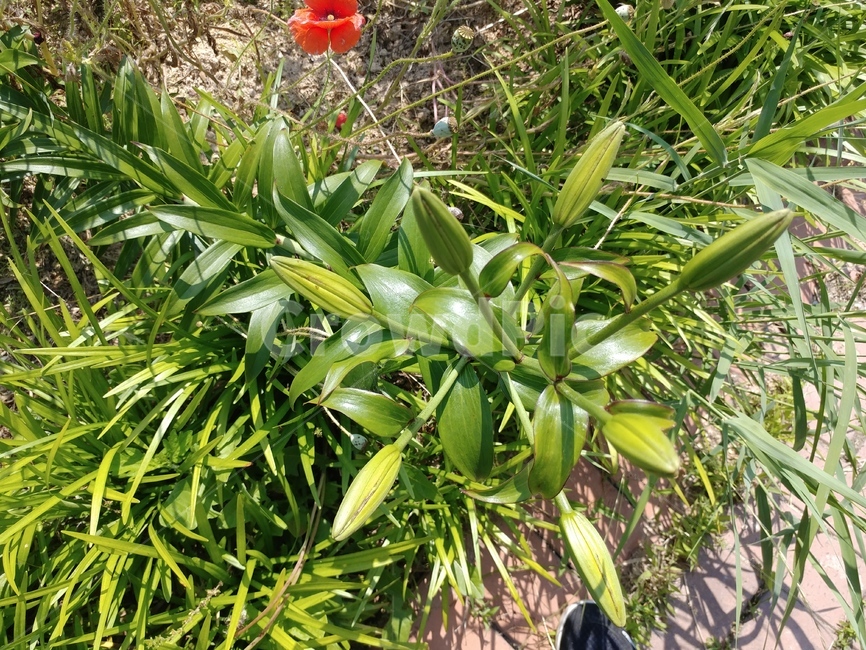 참나리,원추리,밀나리,나리꽃,백합목,호랑이꽃,견내리화