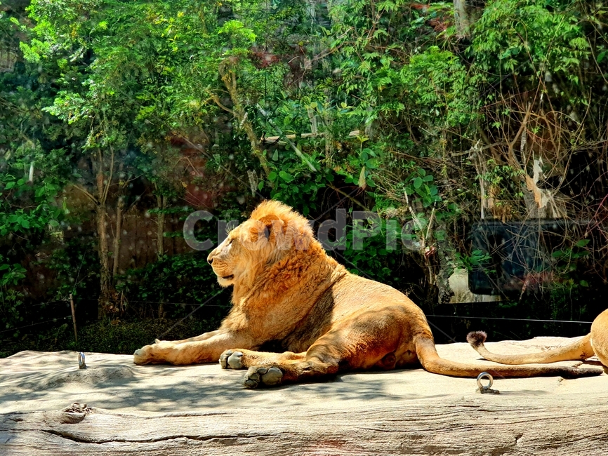 사자,사파리,라이언,lion,safaru