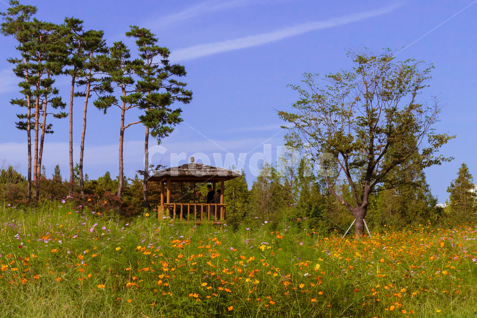outdoors,옥외,nature,자연,flower,꽃,blossom,상동호수공원,field,들,grassland