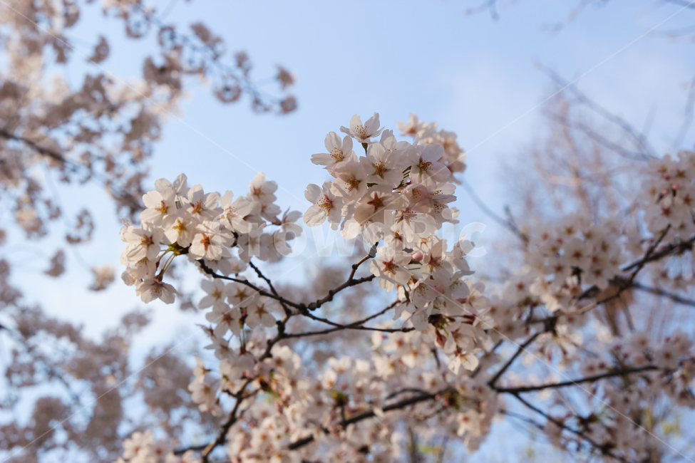 꽃,벚꽃,분홍색,벚꽃나무,식물,plant,flower,blossom,봄,따뜻한,꽃잎,4월,가지,나무,사쿠라,예쁜,아름다운,행복,기념,향기,냄새,내음