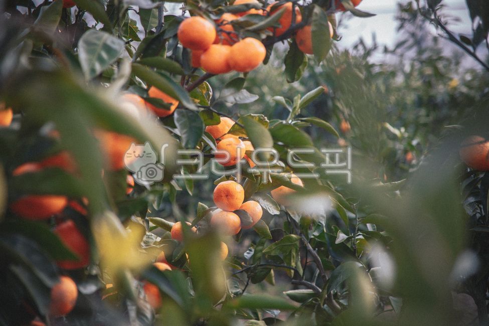 제주,제주도,귤,감귤,노지감귤,주렁주렁,열매,과실,감귤나무,과수원,감귤농장,나무,plant,식물,food,제철과일,음식,과일,fruit,감귤류과일,citrusfruit,과일,열매,fruit