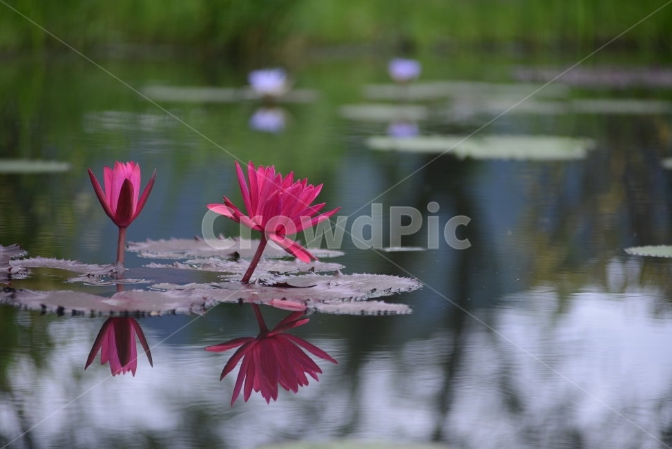 수련,연꽃,반영,물,자연,꽃,연잎,분홍,초록,식물,자연,plants,nature,꽃,flower