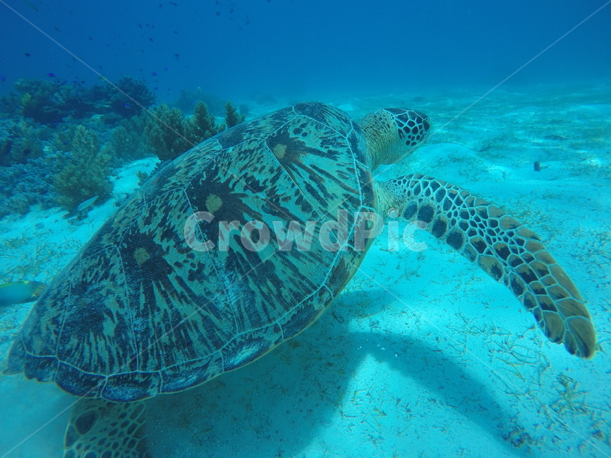바다,sea,underwater,scuba,scubadiving,skinscuba,스킨스쿠버,스쿠버다이빙,수중사진,수중촬영,거북이,turtle,동물,animal,파충류,양서류,reptile,amphibian