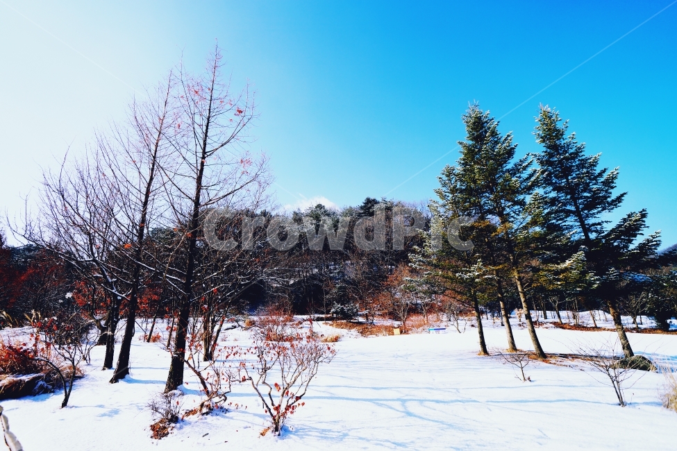 파란하늘,겨울,나무,겨울왕국,휴식처,겨울,계절,winter,season,자연,풍경,nature,landscape,plant,식물,tree,fir,전나무