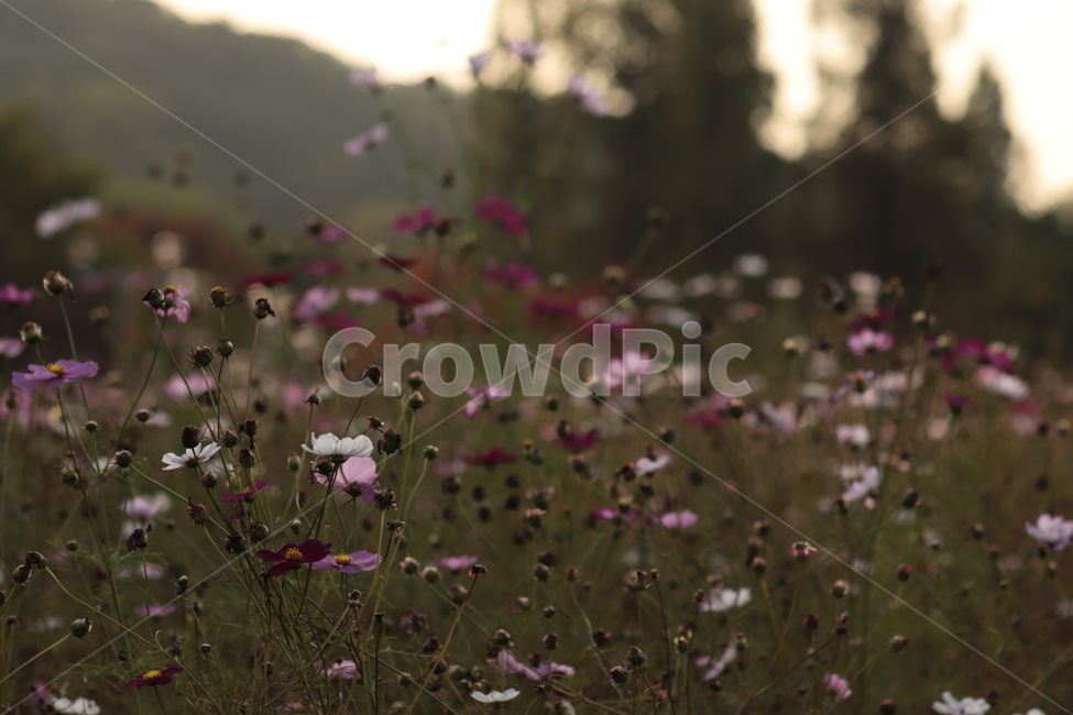 가을,어딘가,따뜻한,가을픙경,flowers,autumn,autumnscenery,fall,코스모스,가을꽃,자연,들,grassland,목초지,식물,자연,plants,nature,꽃,flower