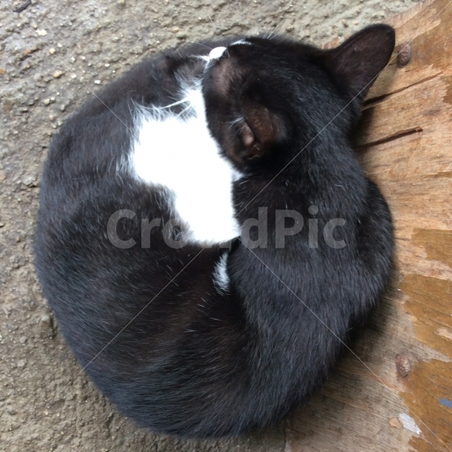 동물,반려동물,고양이,길고양이,길냥이,동물,animal,포유류,mammal,고양이,cat,kitten,kitty