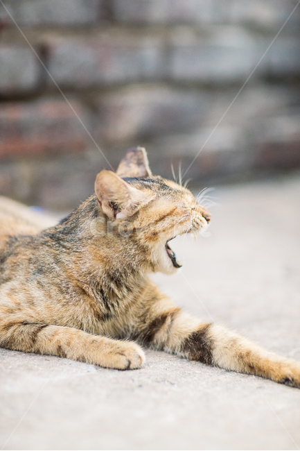 고양이,캣,cat,길냥이,길고양이,길냥,냥이,고양,동물,동물,animal,포유류,mammal,고양이,cat,kitten,kitty