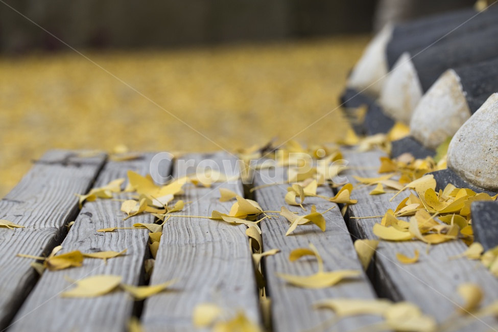 은행잎,단풍,낙엽,나뭇잎,은행,가을,계절,벤치,의자,가을,계절,fall,autumn,season,wood,나무