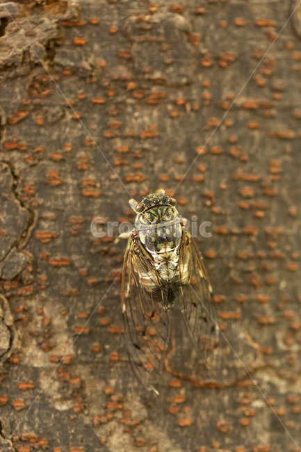 매미,여름,벌레,나무,자연,곤충,벌레,insect,bug