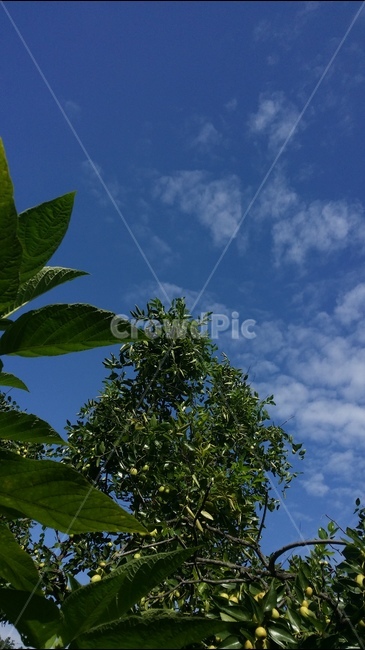 하늘,구름,나무,나뭇잎,sky,cloud,tree,leaves,blue,skyblue,자연,풍경,nature,landscape,plant,식물,leaf,잎
