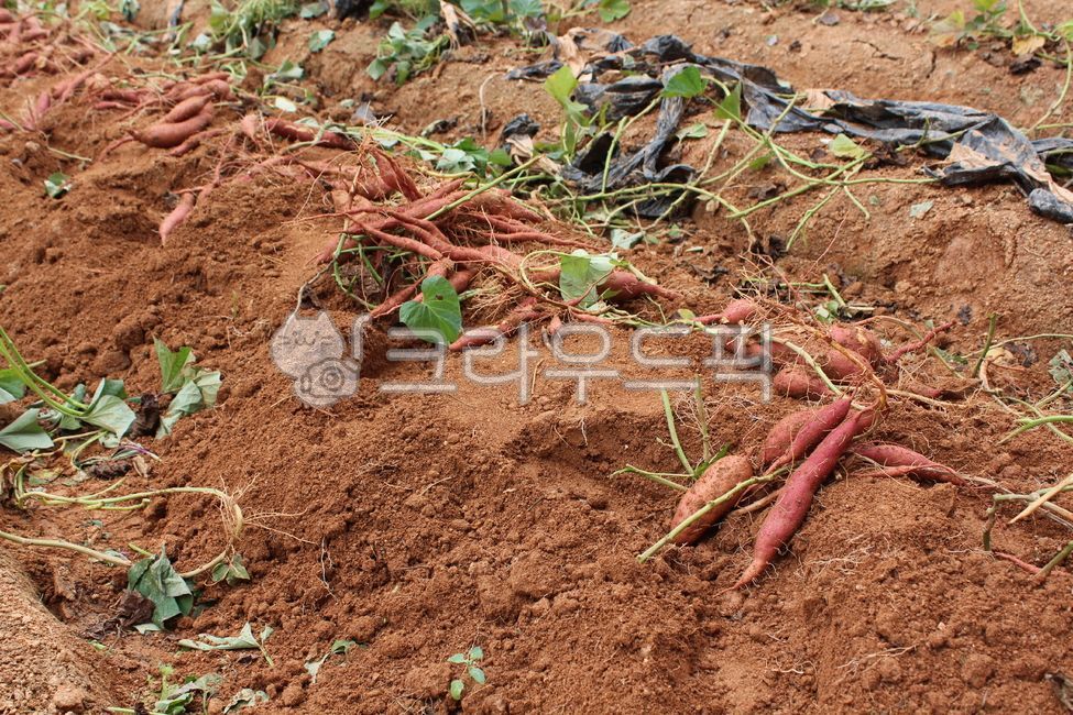 고구마,국내산고구마,고구마수확,고구마밭,제철고구마