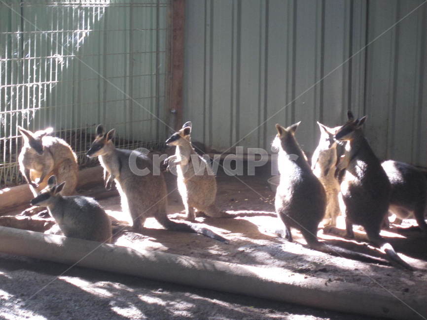 kangaroo,캥거루,animal,동물,호주,동물,animal,포유류,mammal