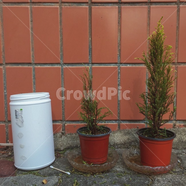 화분,나무,색감,벽돌,길가,작은나무,붉은색,감성,식물,자연,plants,nature