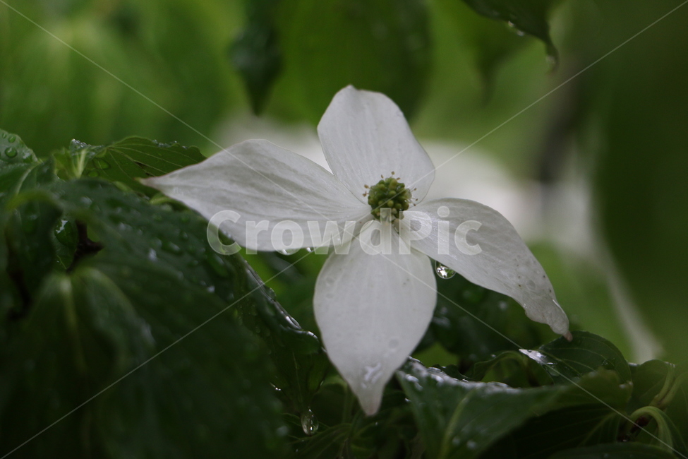 산딸나무,kousadogwood,나무,tree,꽃,flower,식물,자연,plants,nature,꽃,flower