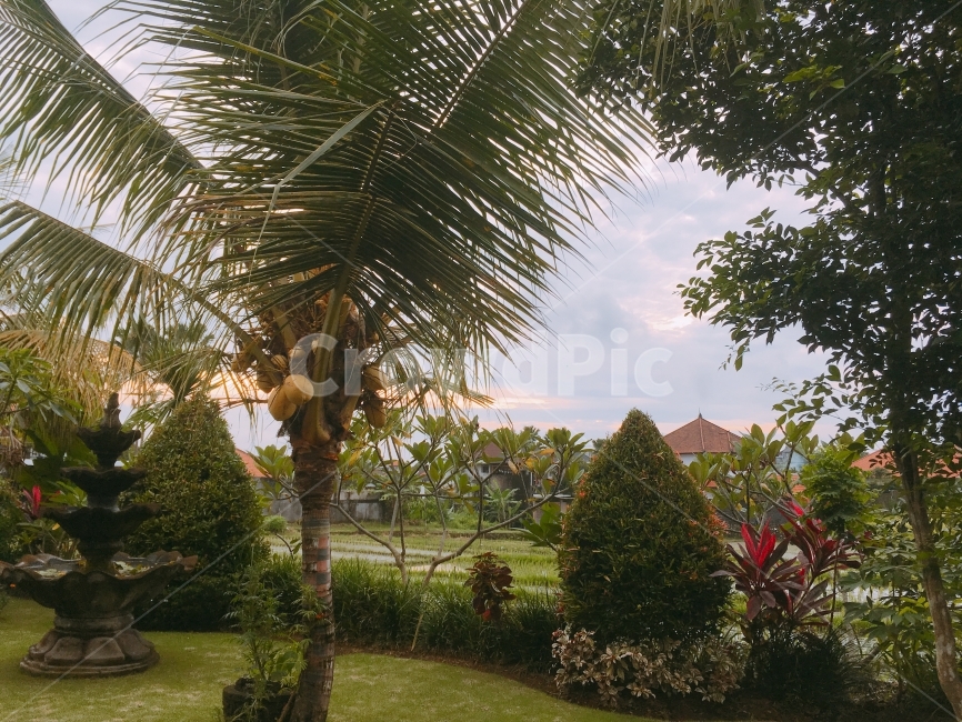 발리,여행사진,bali,travel,sunset,노을,야자수,tree,자연,일몰,붉은노을,코코넛,해외,외국,세계,foreign,oversea,world,식물,자연,plants,nature,나무,trees,wood
