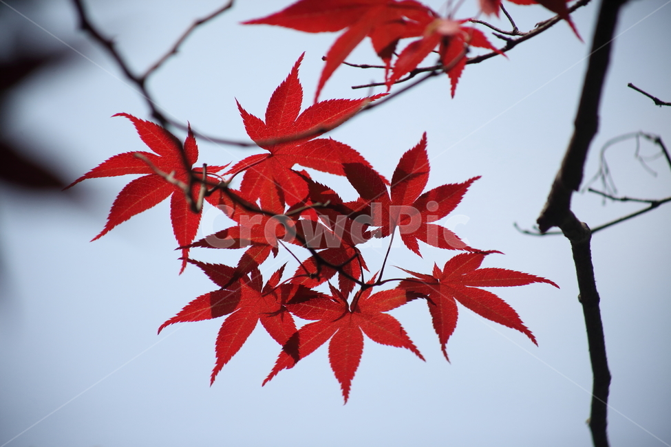 단풍나무,단풍,여름,열매,maple