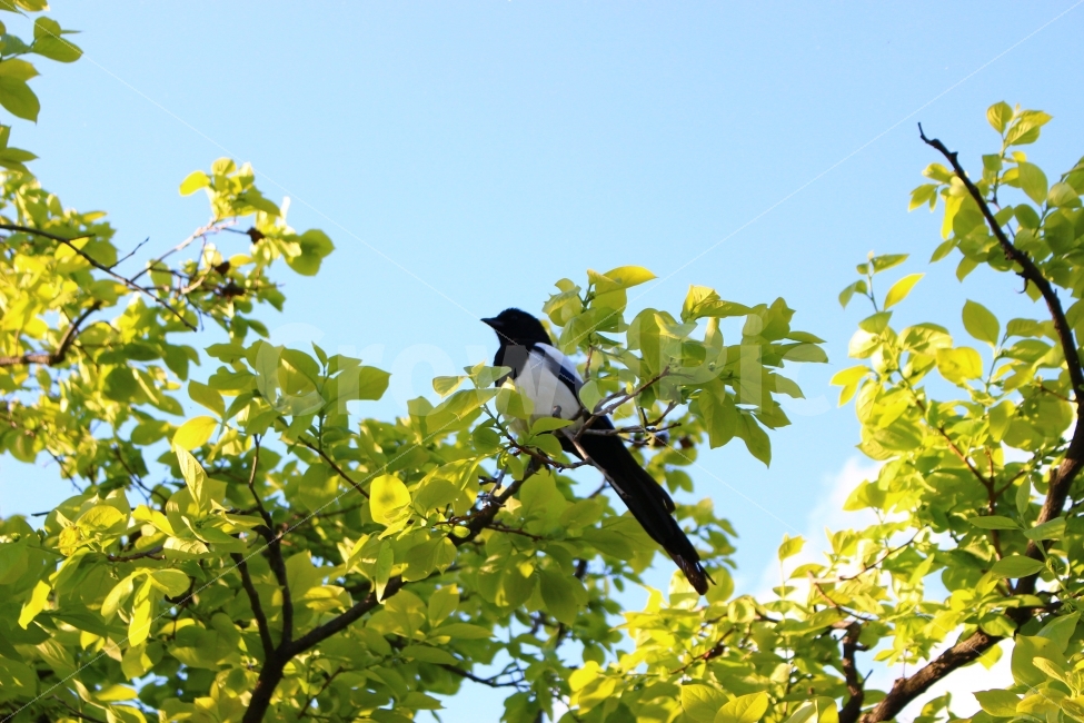 올림픽공원,가을,하늘,자연,풍경,공원,구름,까치,새,동물,animal,조류,새,birds