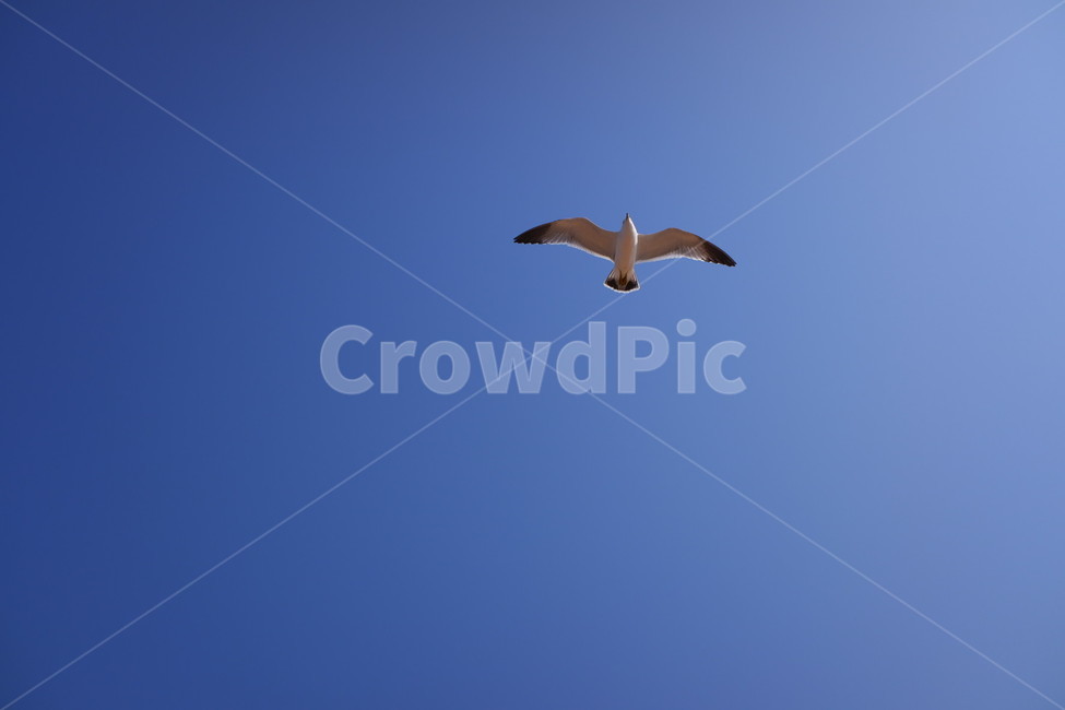 갈매기,바닷가,바다,새,파란하늘,하늘,자연,풍경,동물,animal,조류,새,birds
