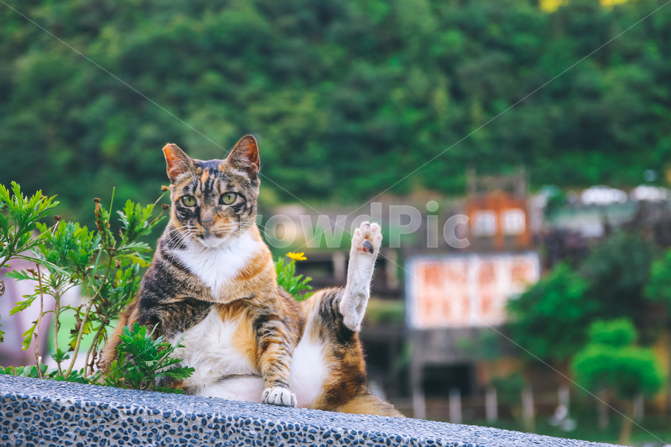 고양이,냥이,cat,길고양이,길냥이,냥,고양,캣,길냥,고등어태비,고양이꽃,동물,동물,animal,포유류,mammal,고양이,cat,kitten,kitty