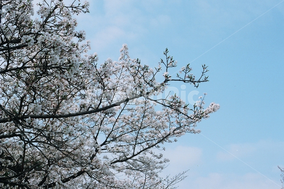 구름,하늘,자연,벚꽃,꽃,파란색,하늘색,화창한,blue,film,cloud,flower,봄,만개,spring,분홍색,자연,풍경,nature,landscape,plant,식물