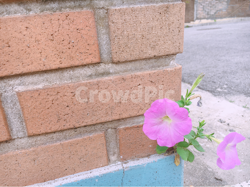 나팔꽃,보라꽃,분홍꽃,길,벽,인내,생명,식물,생명력,벽틈,morningglory,life,담장,꽃,flower,plant,배경,백그라운드,background,식물,자연,plants,nature,꽃,flower