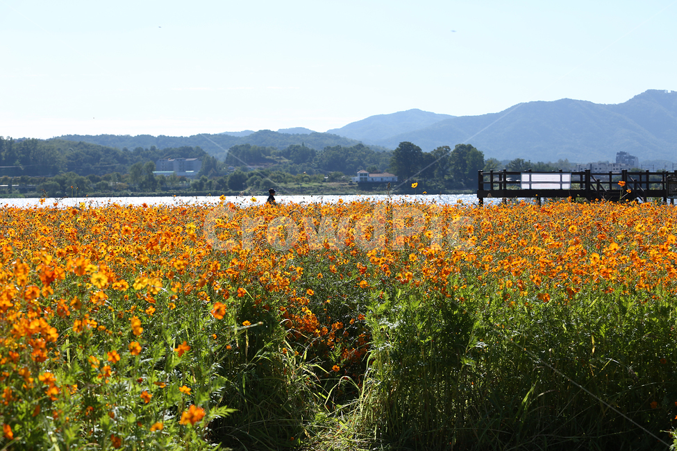 물의정원,황하코스모스,노랑코스모스,노랑,꽃,flower,yellow,cosmos,yellowcosmos,가을,계절,fall,autumn,season,식물,자연,plants,nature,꽃,flower,outdoors,옥외