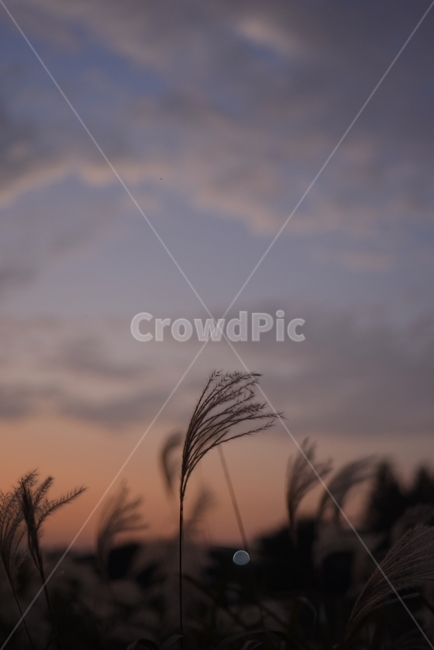 풍경,풍경사진,노을,sunset,해질녘,갈대,갈대사진,하늘,sky,감성사진,자연,풍경,nature,landscape,감성,sensible,feeling,plant,식물,grass,잔디,lawn