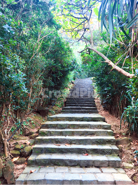 garden,정원,outdoors,옥외,arbour,정자,숲,계단,돌,돌계단,자연,나무,우거진,숲속,동화,꿈,세상,초록,푸른,forest,grove,상승,stepbystep,배경,풍경,landscape,view