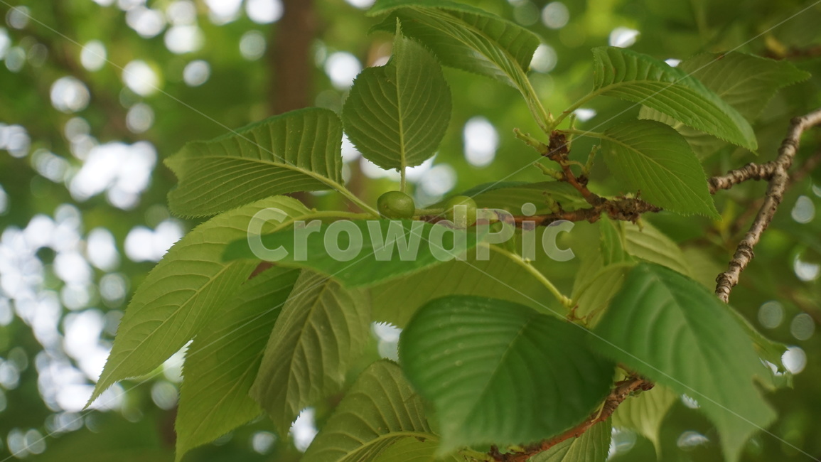 나뭇잎,나무,자연,잎,숲,식물,자연,plants,nature