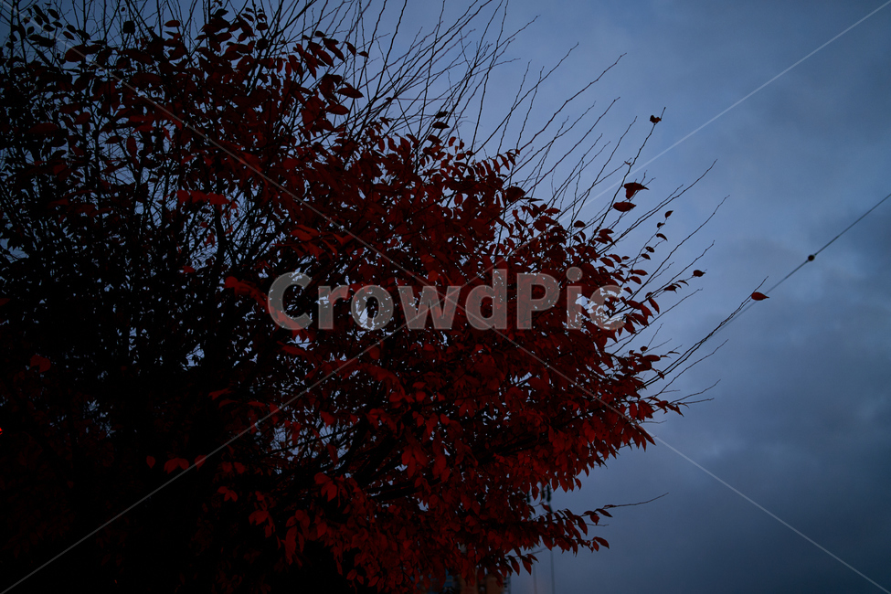 tree,나무,하늘,구름,sky,night,red,color,가을,계절,fall,autumn,season,식물,자연,plants,nature