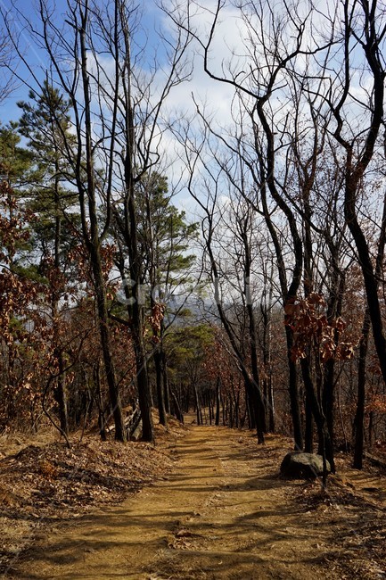 나무,자연,산,숲,산책로,계절,상록수,가지,겨울,겨울산,활엽수,침엽수,자연,풍경,nature,landscape,ground,바닥,tree,plant,식물