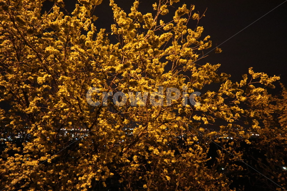 자연,nature,나무,tree,야경